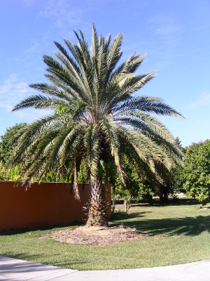 [Beautifully shaped palm tree with fronds which hang down as well as ones which are upright.]